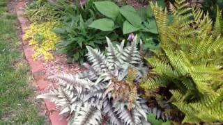 Front garden tour May4, 2017
