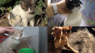 Before & Afters Of 4 Lovely Rescued Cats