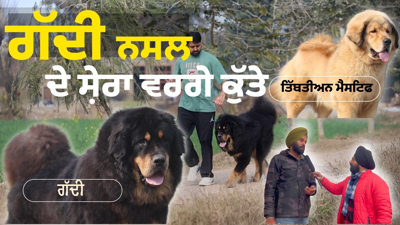 ਸ਼ੇਰਾ ਵਰਗੇ ਗੱਦੀ ਕੁੱਤੇ, ਗੱਦੀ ਬੱਚੇ ਜਿੰਨੇ ਮਰਜ਼ੀ ਖ਼ਰੀਦੋ | Punjab Aala Podcast