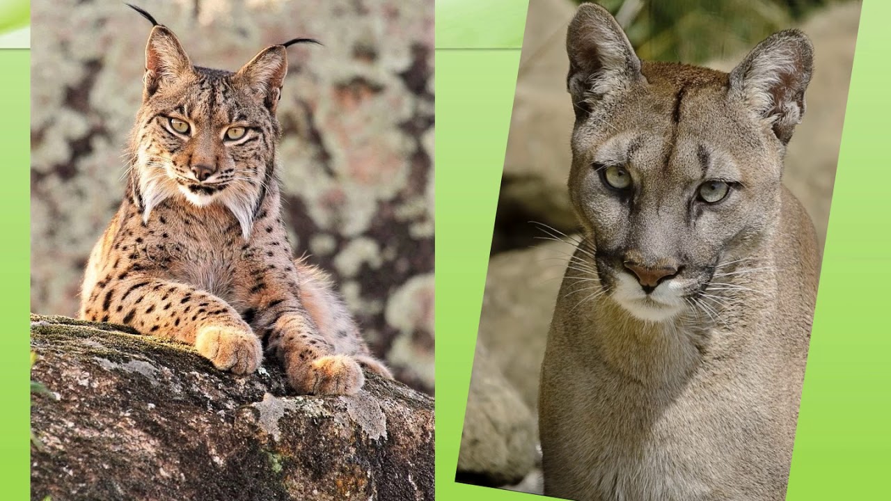 «Кто сказал мяу?» - YouTube