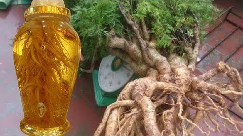 Củ đinh lăng ngâm rượu những điều cần phải biết để tránh phản tác dụng