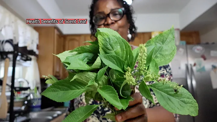 Health Benefits of Scent Leaf