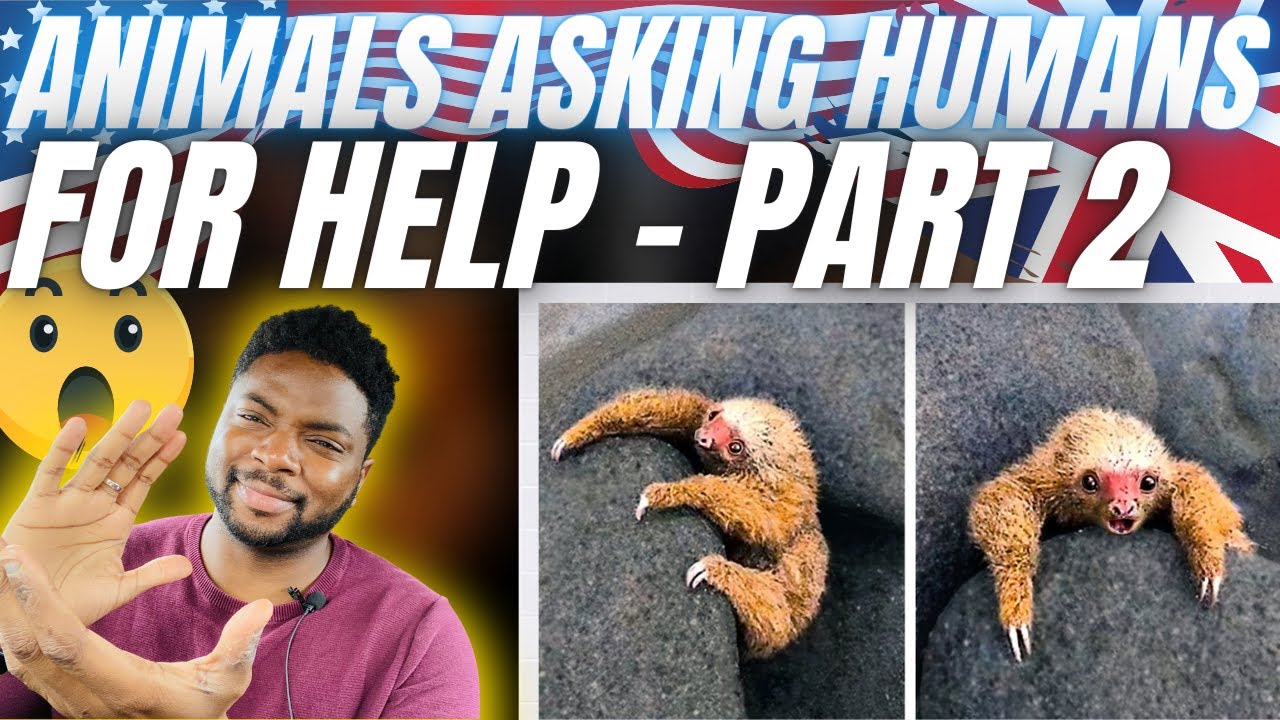 🇬🇧BRIT Reacts To ANIMALS THAT ASKED HUMANS FOR HELP - PART 2!