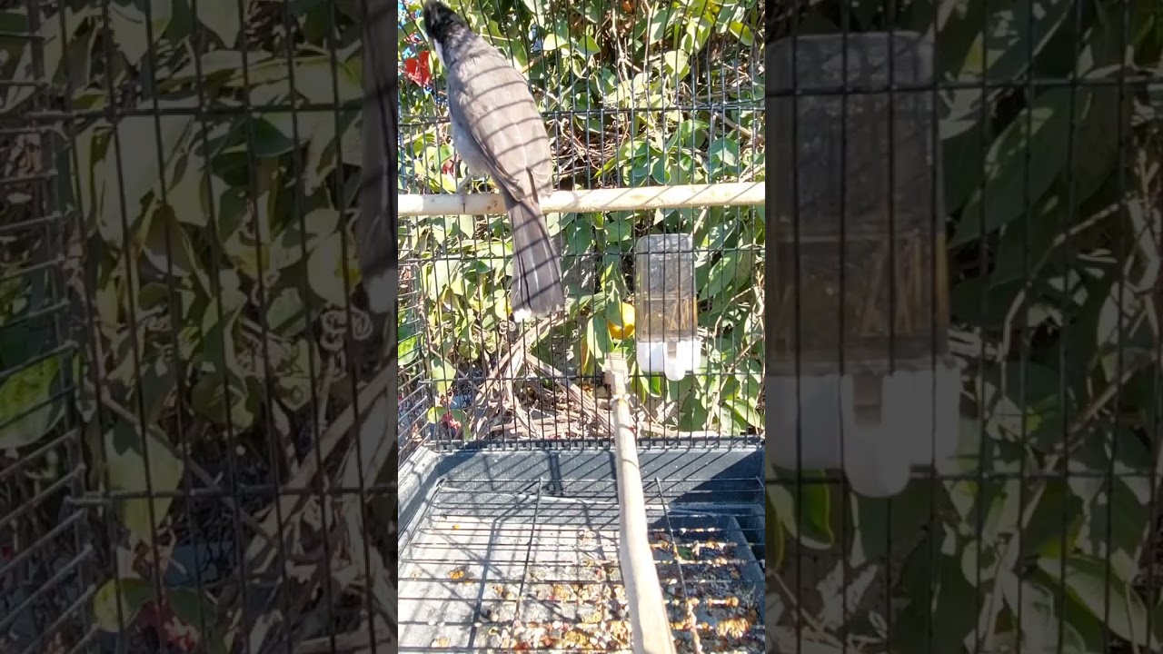 تغريد بلبل طور بغدادي 👌👑💪🔥