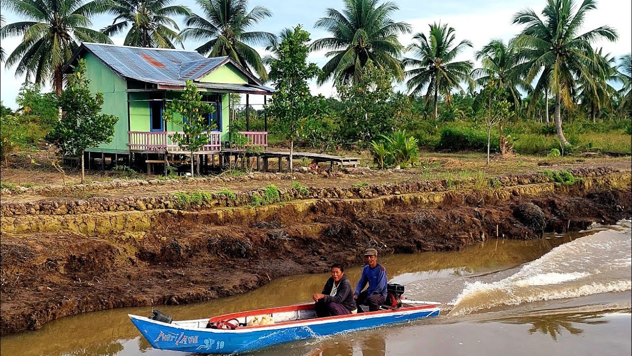 SUASANA SYAHDU LOKASI TRANSMIGRASI BARU SP10 TANJUNG BUKA, BULUNGAN KALIMANTAN UTARA