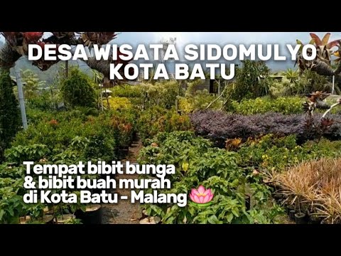 Desa Wisata Sidomulyo Kota Batu - Tempat Tanaman Hias Kota Batu