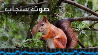 #صوت_السنجاب #golden_zoo صوت السنجاب الهندي || Squirrel voice