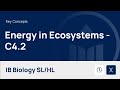 Energy Flow and Ecosystem Dynamics in Food Chains and Webs