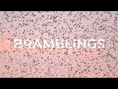 Bramblings - Winter