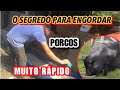 COMO ENGORDAR PORCOS RÁPIDO, RAÇÃO PARA PORCOS DE BAIXO CUSTO!!!