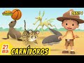 Carnívoros Episodio Compilación [Parte 1/6] (Español) - Leo, El Explorador | Animación - Familia