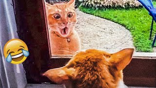 The Funniest Videos About Dogs and Cats 😁   Best Funny Animal Videos 2024 #funny #Part 9