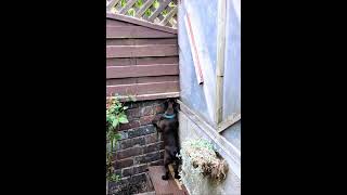 Patterdale Pup Togo Wants To Escape To Bark At The Mower In The Front Garden Togo