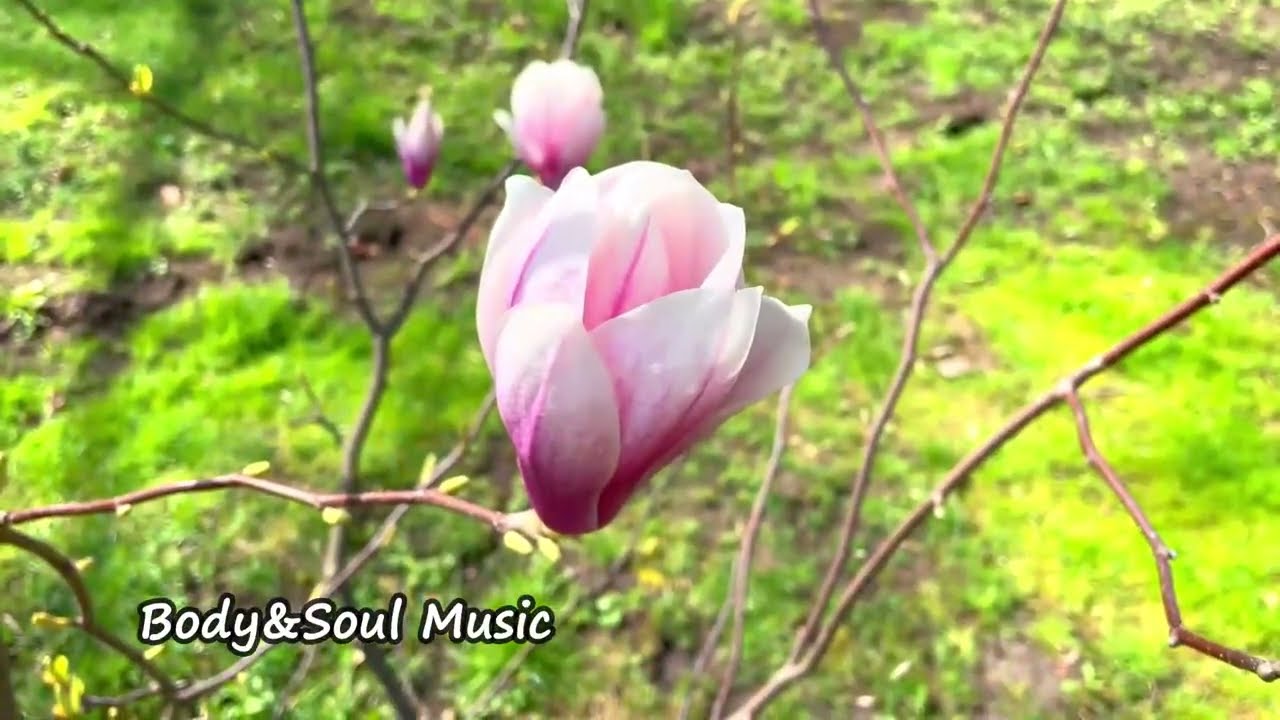 Amazing Magnolia Blooming | Spring Nature Sounds | Nature Relaxation Video
