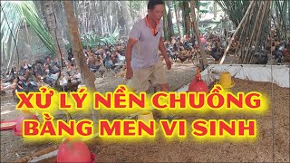 Xử lý nền chuồng bằng men vi sinh