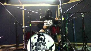 Political Animals - Gorilla Drumming 101 session #1