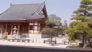Japanese cherry blossoms