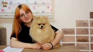 Pomeranian Köpeğim Tokyo ile Soru-Cevap ( çok sorulan soruları cevapladım )