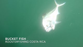 Bucket List Fish Costa Rica Inshore Fishing For Big Rooster Fish