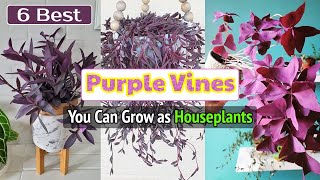 6 Best Purple Vines You Can Grow as Houseplants