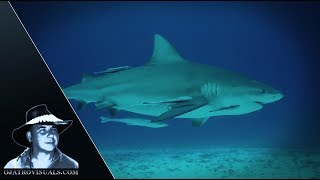 Bull Sharks & Divers 01 Footage