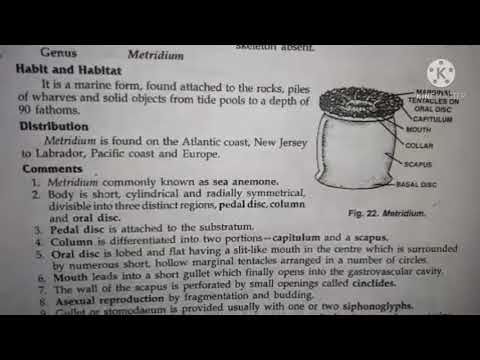 metridium classification,habitat and comments zoology practical bsc1 best handwritten study notes