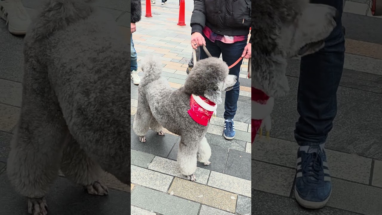 Too Cute to Ignore — These Dogs Owned the Spotlight 🐶💫