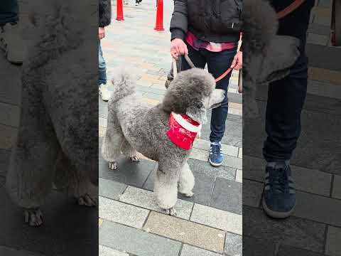 Too Cute to Ignore — These Dogs Owned the Spotlight 🐶💫