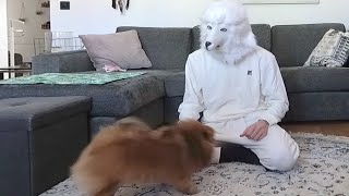 Vickynga Pomeranian meets her new friend Wolfy