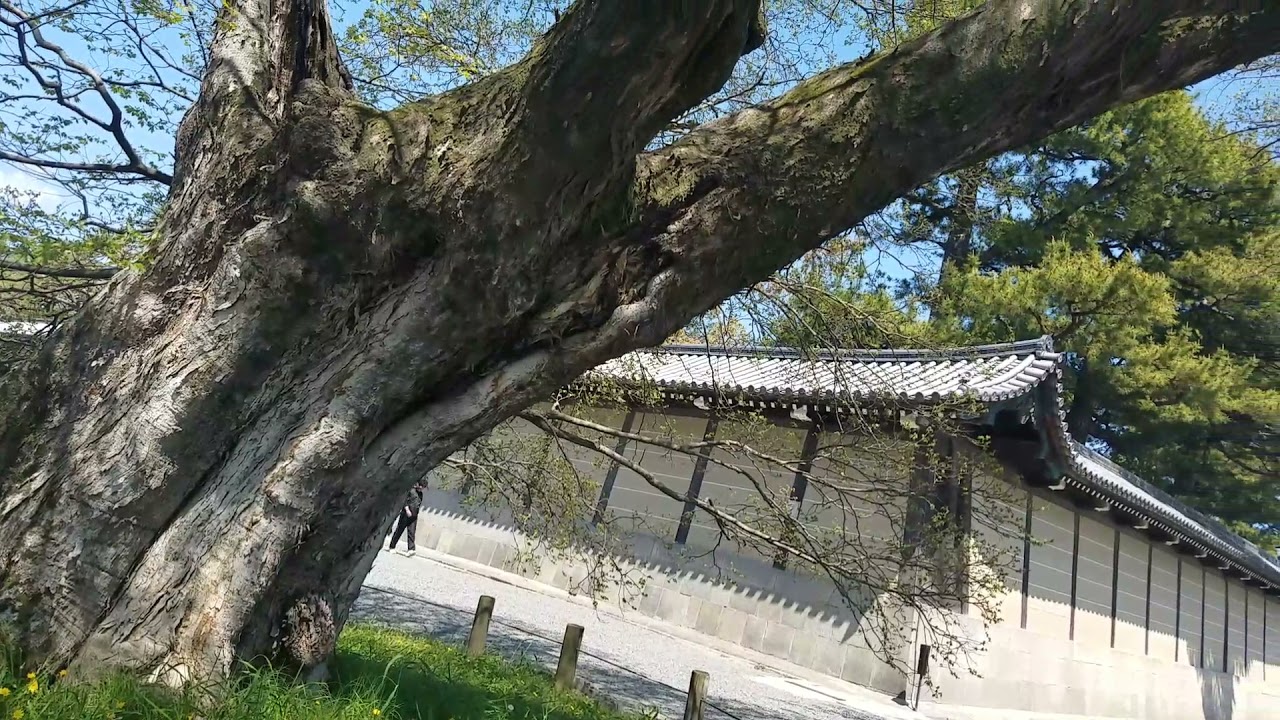 수령 300년의  거목 푸조나무 (느릅나무과 낙엽고목)에 봄의 알림 새잎이 돋고 있네요 20미터 정도 큰다고 하네요 교토교엔에는 수백년의 고목들이 숲을 이루고 있네요 京都御苑