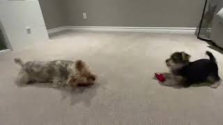 Louie and Poppy playing