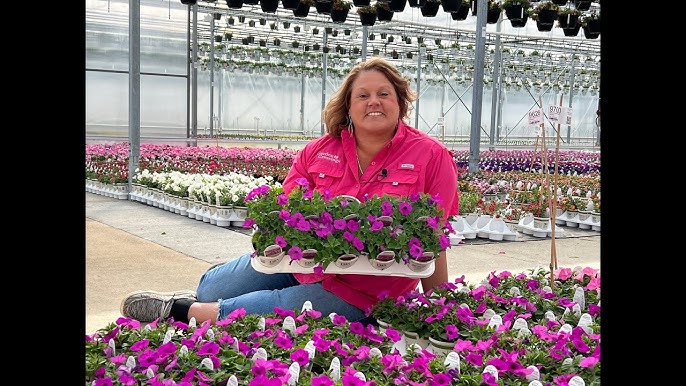 Dianthus 'Paint the Town Red' - Garden Crossings