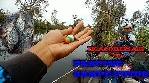 keseruan mancing ikan kelabau di hari MINGGU ]]