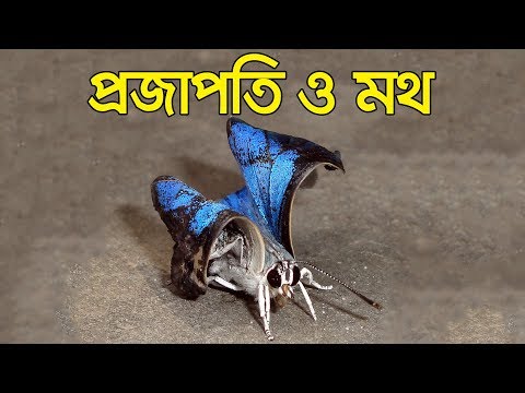 প্রজাপতি ও মথ | Butterfly and Moth