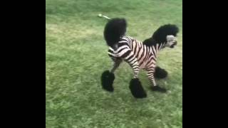 Zeus zebrazoodle dog katrina_shorts ( OFFICIAL ORIGINAL VIDEO)