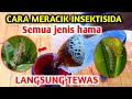 Cara membuat insektisida paling beracun mengatasi hama pada tanaman