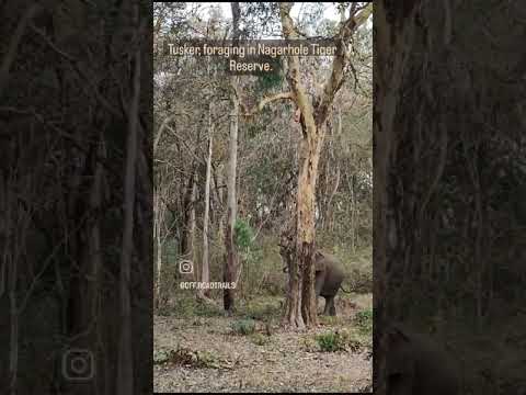 Video: Nagarhole nacionālais parks un tīģeru rezervāts: pilnīgs ceļvedis