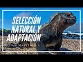 Selección Natural y Adaptación# Filosofía de los Orígenes #3