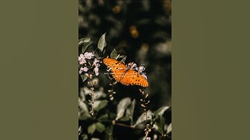 القارئ هيثم الدخين سورة القصص #قران_كريم #تلاوة_خاشعة