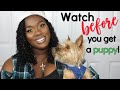 12 Things You Should Know Before Getting a Yorkie/Terrier OR a Puppy の動画、YouTube動画。