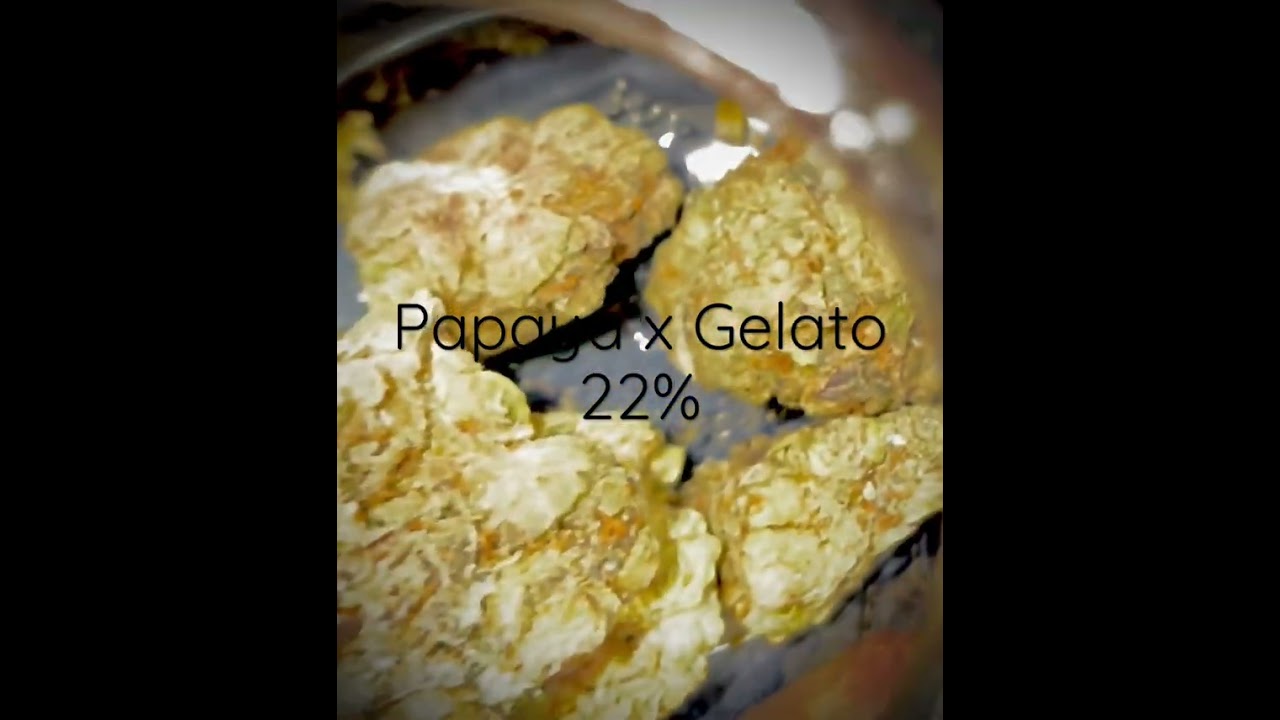 Papaya x Gelato @pts 22%