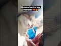 My billu baccha ❤️#cats #whowillbemylifepartnerta #lifeisbutadream #love