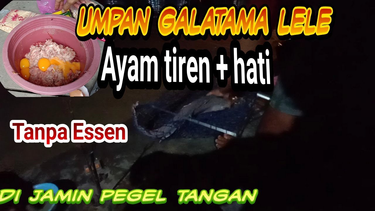 Racikan ayam tiren tanpa Essen Galatama lele, bikin tangan pegel kalo blum cba pasti tidk prcaya...