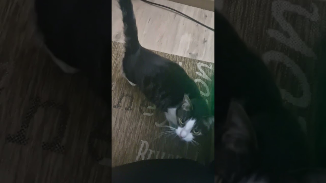 🐾 Eine wilde Leia erscheint in der Hängematte 🏝️