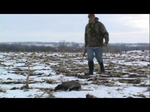 Goose Down - Kansas Goose Hunting