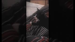 Как понять, что кот вырос с собаками:  #cat #dog