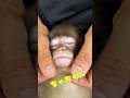 ちゃおくんをただ可愛がるだけの動画💛Just showering Chao-kun with love He’s getting so drowsy… #monkey #kawaii #cute