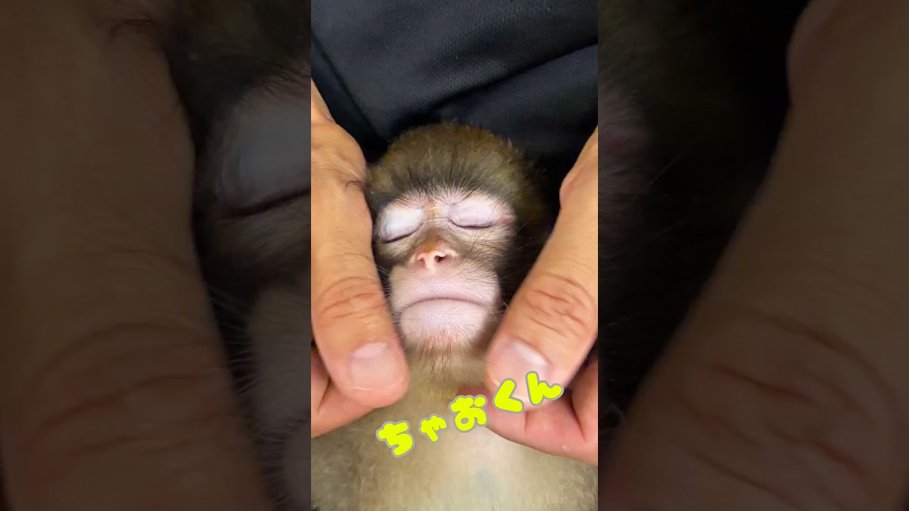 ちゃおくんをただ可愛がるだけの動画💛Just showering Chao-kun with love He’s getting so drowsy… #monkey #kawaii #cute