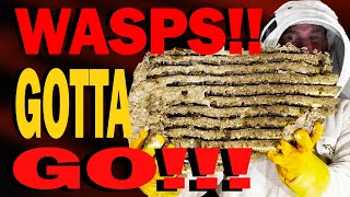 YELLOW JACKET SUPERNEST! 10,000 Wasps In My Barn Wall! Wasp Nest Removal