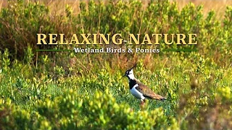 NO ADS Relaxing Forest Sounds in 4K, Ponies Graze by the Pond, Nature Ambience for Study, Birdsong